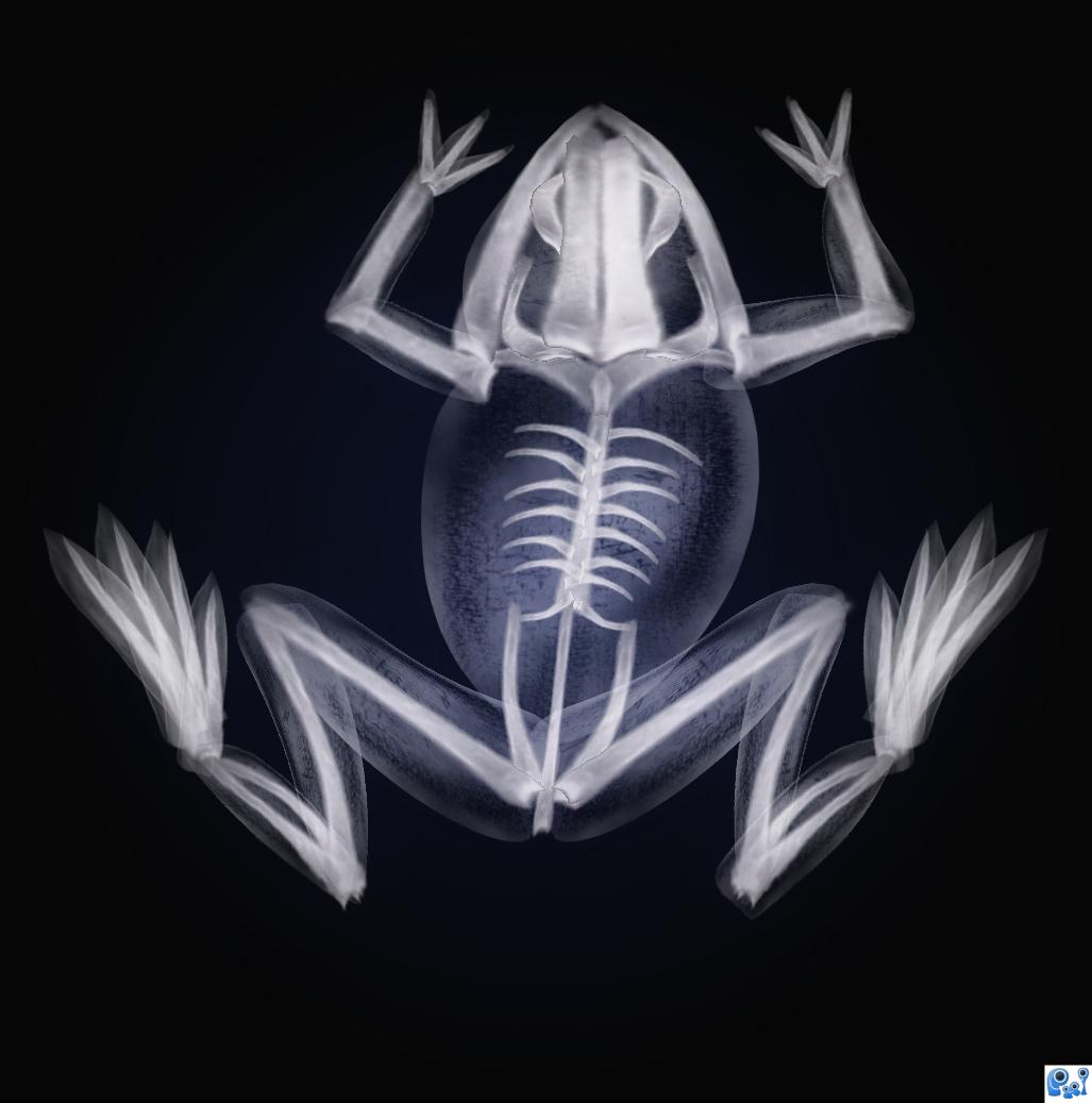 Frog Xray picture, by nasirkhan for x rays Animal Xrays